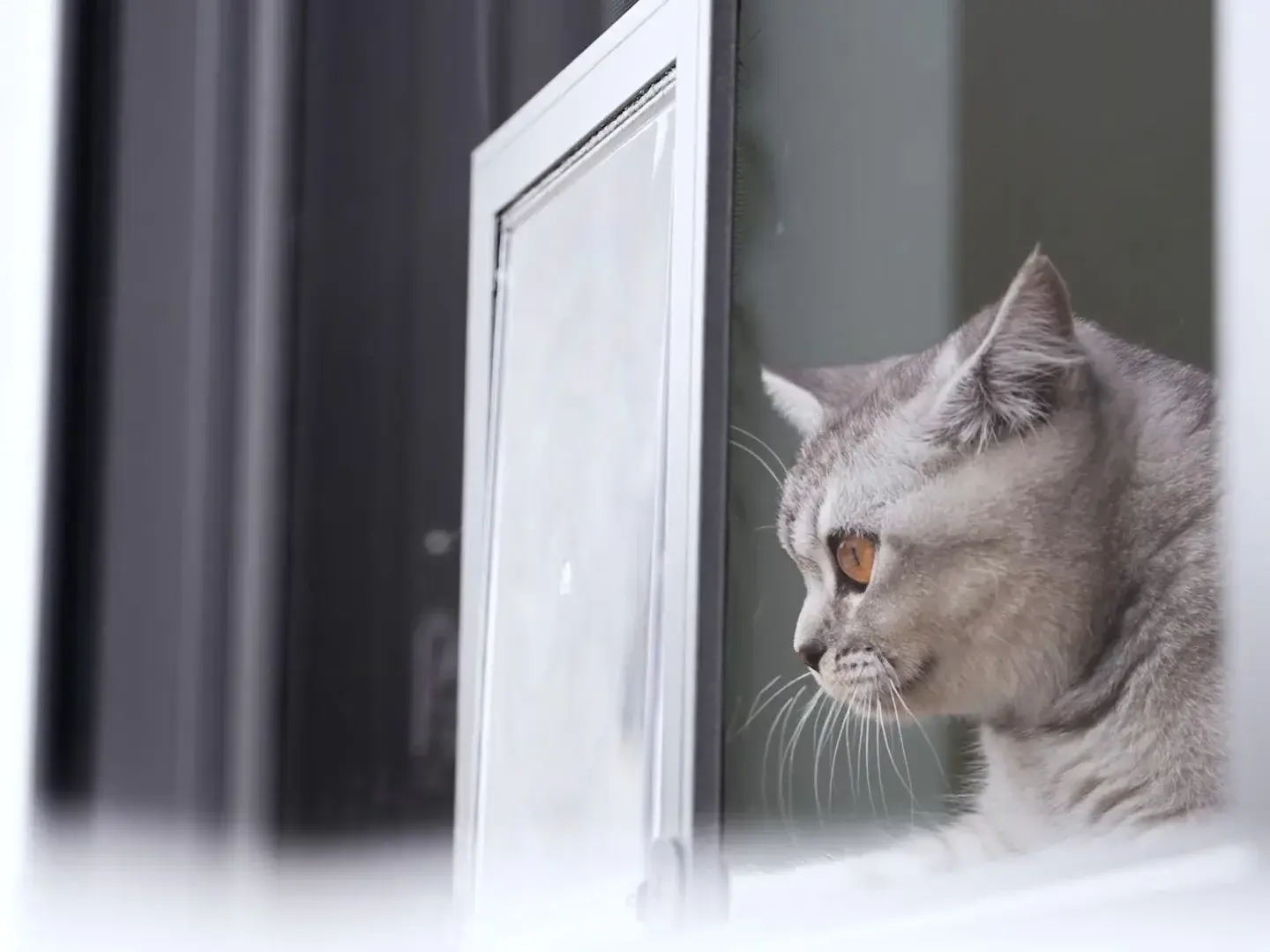 Katze schaut durch eine integrierte Katzenklappe im Insektenschutz Rahmen am Fenster