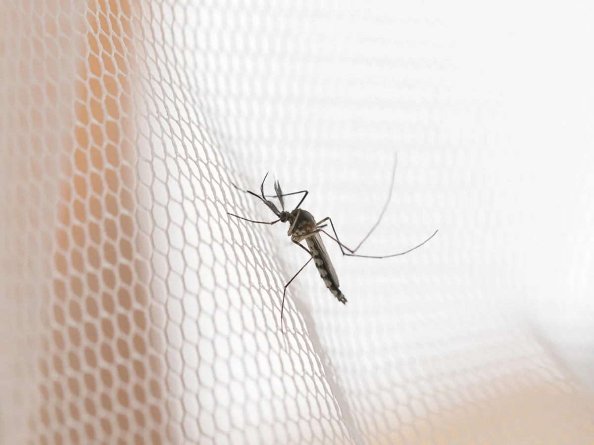 Nahaufnahme einer Mücke auf einem Fliegengitter als Symbol für Insektenschutz Hilfe bei Problemen